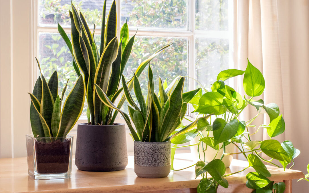 10 Easy-to-Care-For Houseplants That Will Transform Your Home
