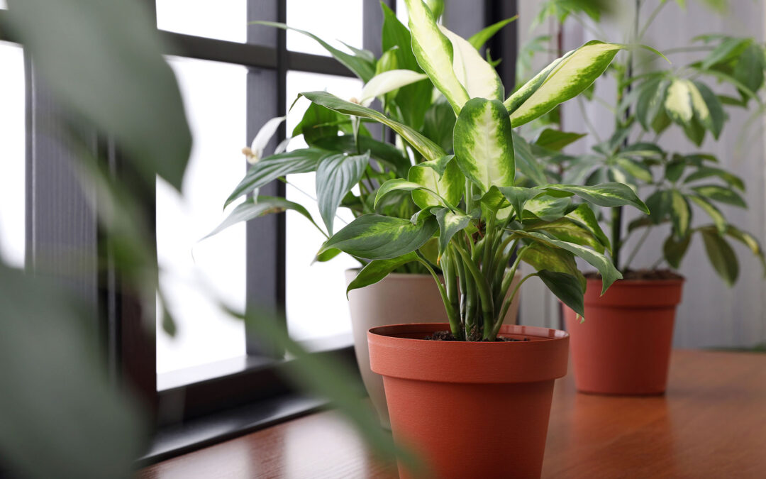 The Benefits of Houseplants: Why Every Home Should Have Them
