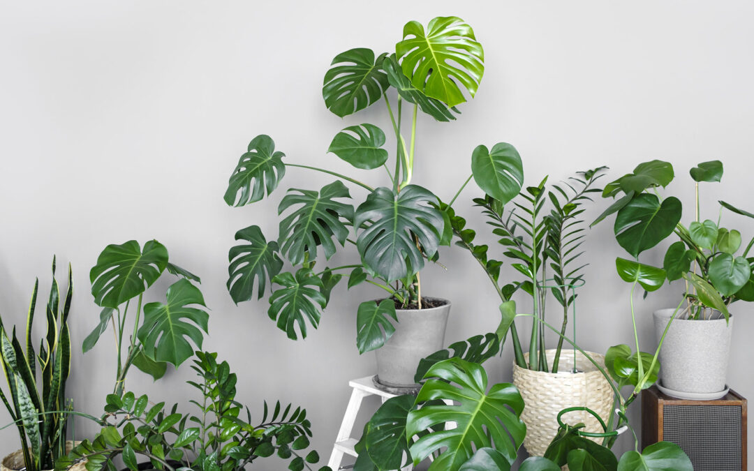 How to Create a Beautiful Indoor Jungle: A Beginner’s Guide
